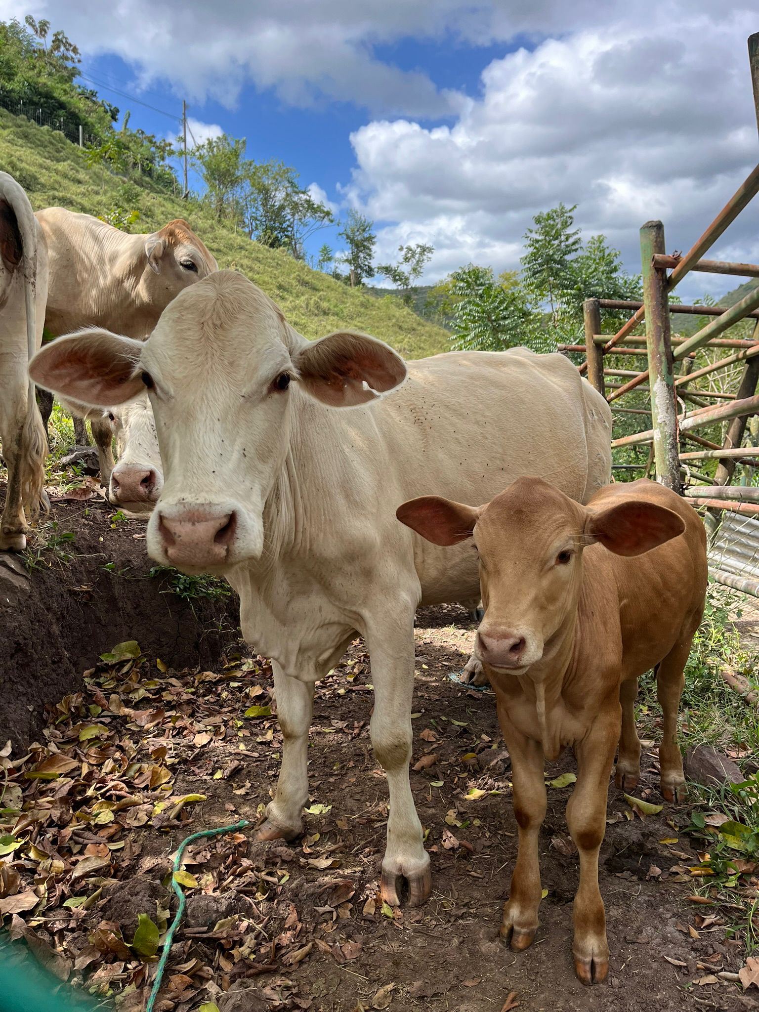 Imagen de la finca